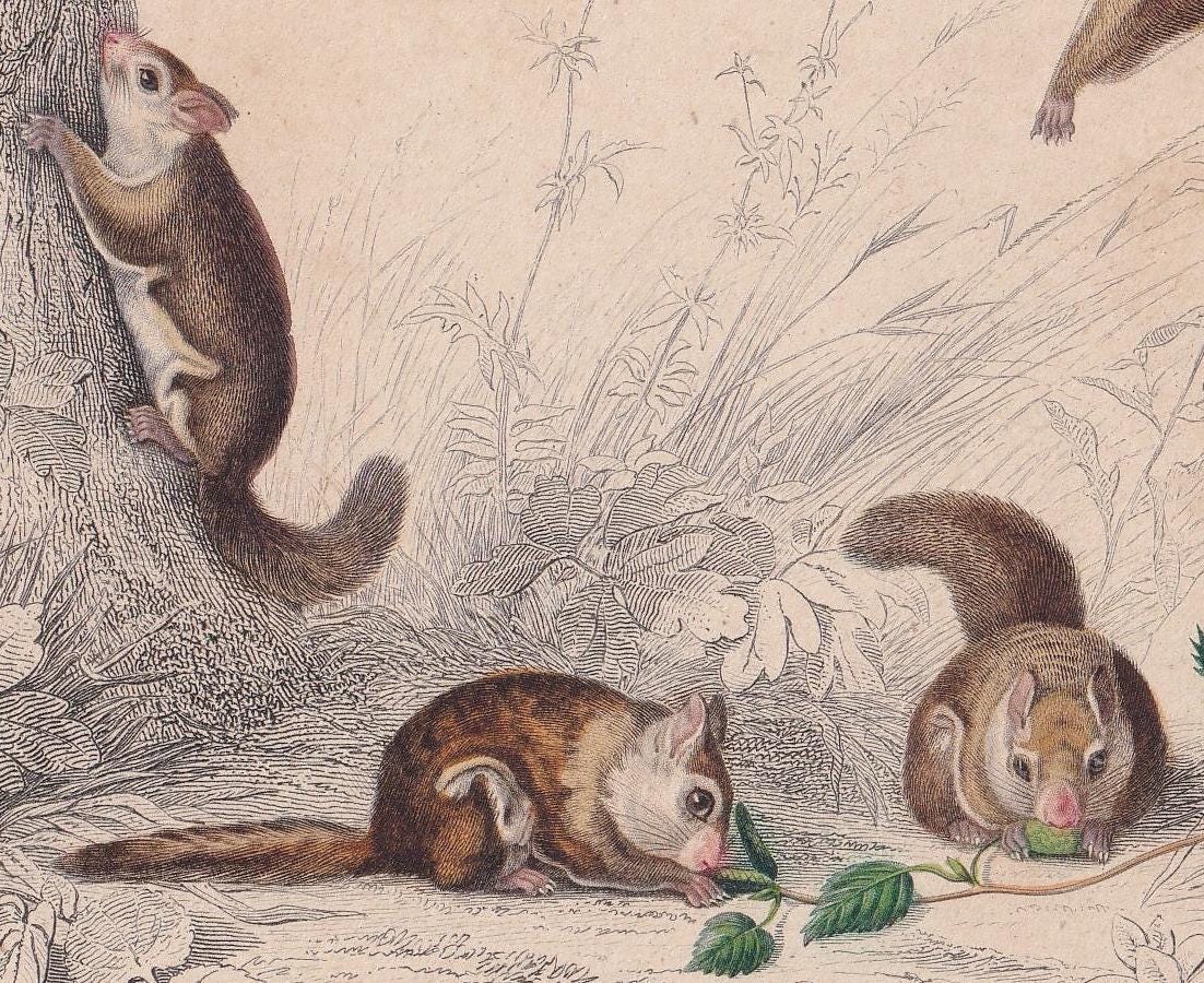 1861 AMERICAN FLYING SQUIRREL Print - Hand-Coloured Antique - Orbigny - Animal Wall Art - Gift Decor - 19th Century - 5.75 x 9.75 Inches