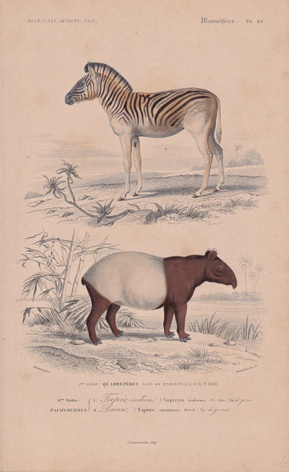 1861 ZEBRA & TAPIR Print - Hand-Coloured Antique - Orbigny - Animal Wall Art - Gift Decor - 19th Century - 5.75 x 9.75 Inches
