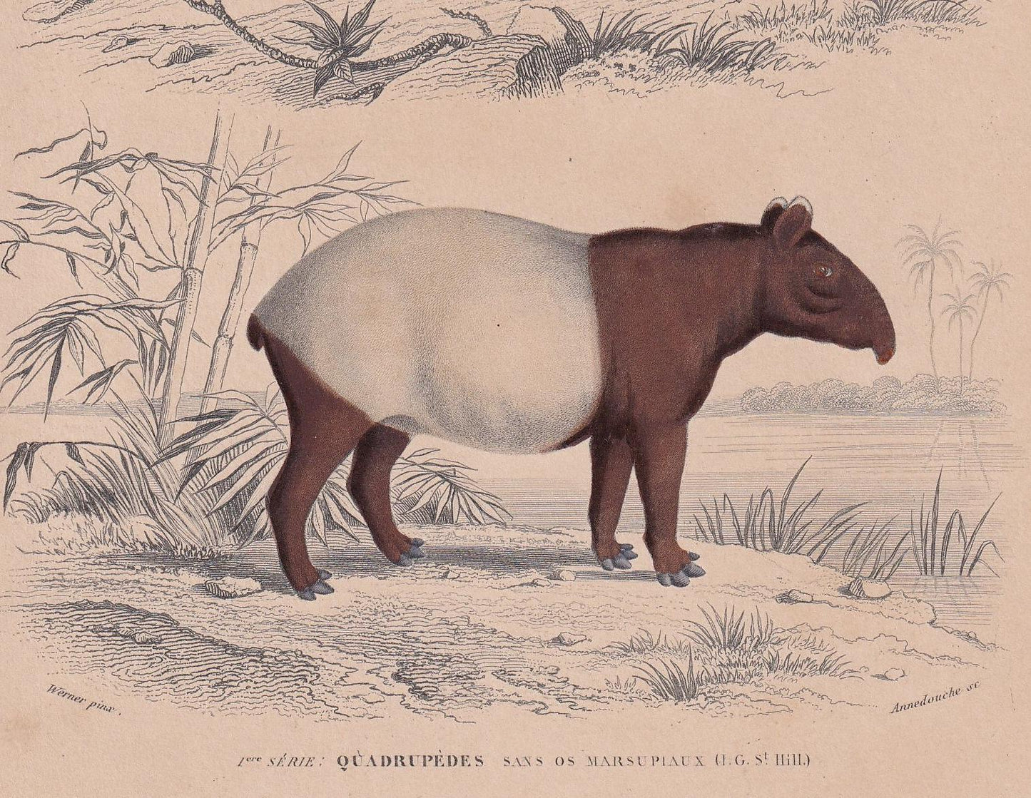 1861 ZEBRA & TAPIR Print - Hand-Coloured Antique - Orbigny - Animal Wall Art - Gift Decor - 19th Century - 5.75 x 9.75 Inches