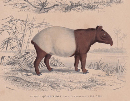 1861 ZEBRA & TAPIR Print - Hand-Coloured Antique - Orbigny - Animal Wall Art - Gift Decor - 19th Century - 5.75 x 9.75 Inches