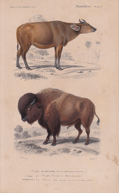 1861 BISON & COW Print - Hand-Coloured Antique - Orbigny - Animal Wall Art - Gift Decor - 19th Century - 5.75 x 9.75 Inches