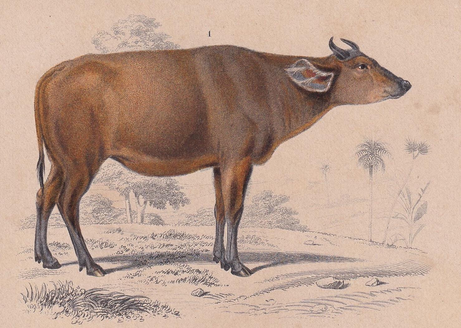 1861 BISON & COW Print - Hand-Coloured Antique - Orbigny - Animal Wall Art - Gift Decor - 19th Century - 5.75 x 9.75 Inches