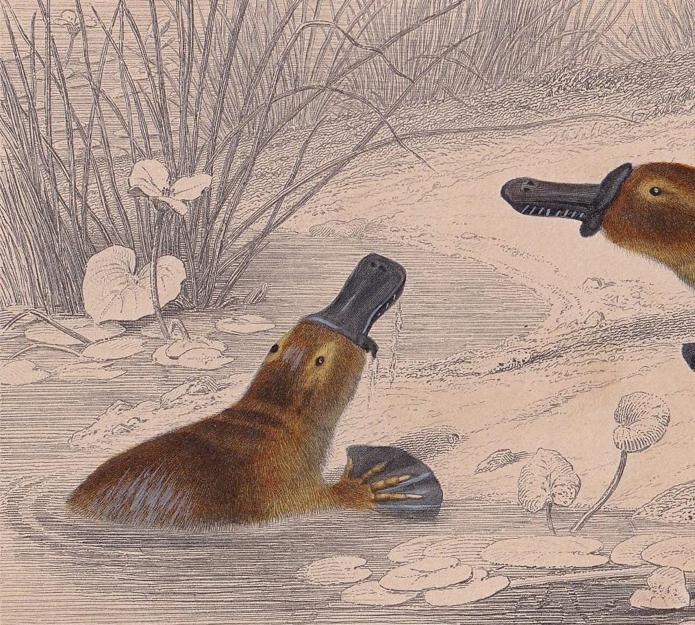 1861 DUCK-BILLED PLATYPUS Print - Hand-Coloured Antique - Orbigny - Animal Wall Art - Gift Decor - 19th Century - 5.75 x 9.75