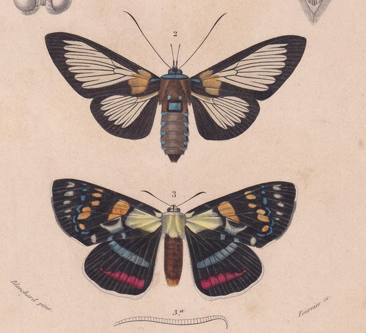 1861 MOTHS Print - Hand-Coloured Antique - Orbigny - Animal Wall Art Gift Decor - 19th Century - 5.75 x 9.75 Inches