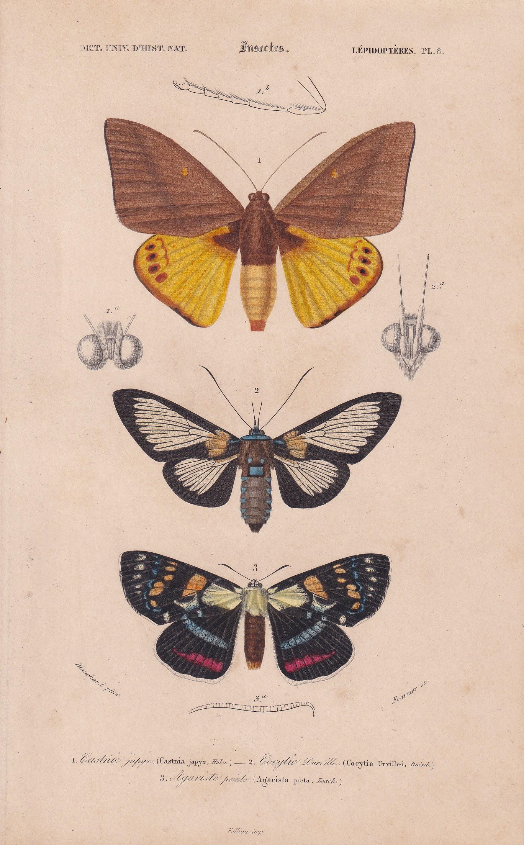1861 MOTHS Print - Hand-Coloured Antique - Orbigny - Animal Wall Art Gift Decor - 19th Century - 5.75 x 9.75 Inches