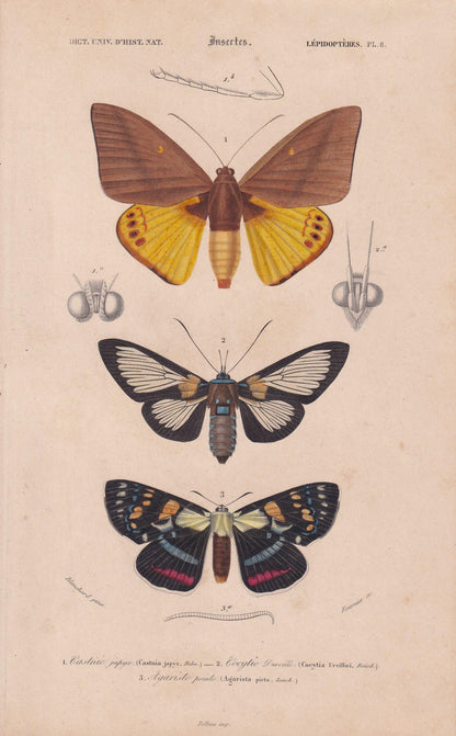 1861 MOTHS Print - Hand-Coloured Antique - Orbigny - Animal Wall Art Gift Decor - 19th Century - 5.75 x 9.75 Inches