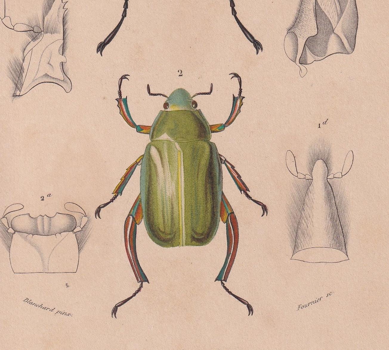 1861 EASTERN HERCULES BEETLE & Jewel Scarab Print - Hand-Coloured Antique - Orbigny - Animal Wall Art Gift Decor - 5.75 x 9.7