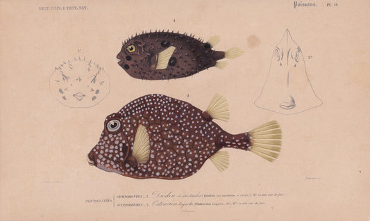 1861 PORCUPINE FISH & TRUNKFISH Print - Hand-Coloured Antique - Orbigny - Animal Wall Art Gift Decor - 19th Century - 5.75 x 9.75 Inches