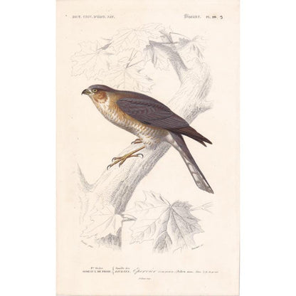 1861 SPARROWHAWK Bird Print - Hand-Coloured Antique Print - Orbigny - Bird Wall Art - Animal Gift Decor - 5.75 x 9.75 Inches