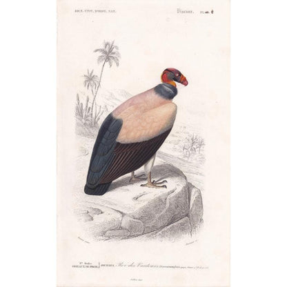1861 KING VULTURE Bird Print - Hand-Coloured Antique Print - Orbigny - Bird Wall Art - Animal Gift Decor - 5.75 x 9.75 Inches