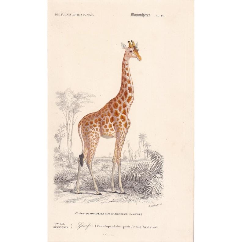 1861 GIRAFFE Print - Hand-Coloured Antique Print - Orbigny - Giraffe Wall Art - Animal Gift Decor - 5.75 x 9.75 Inches