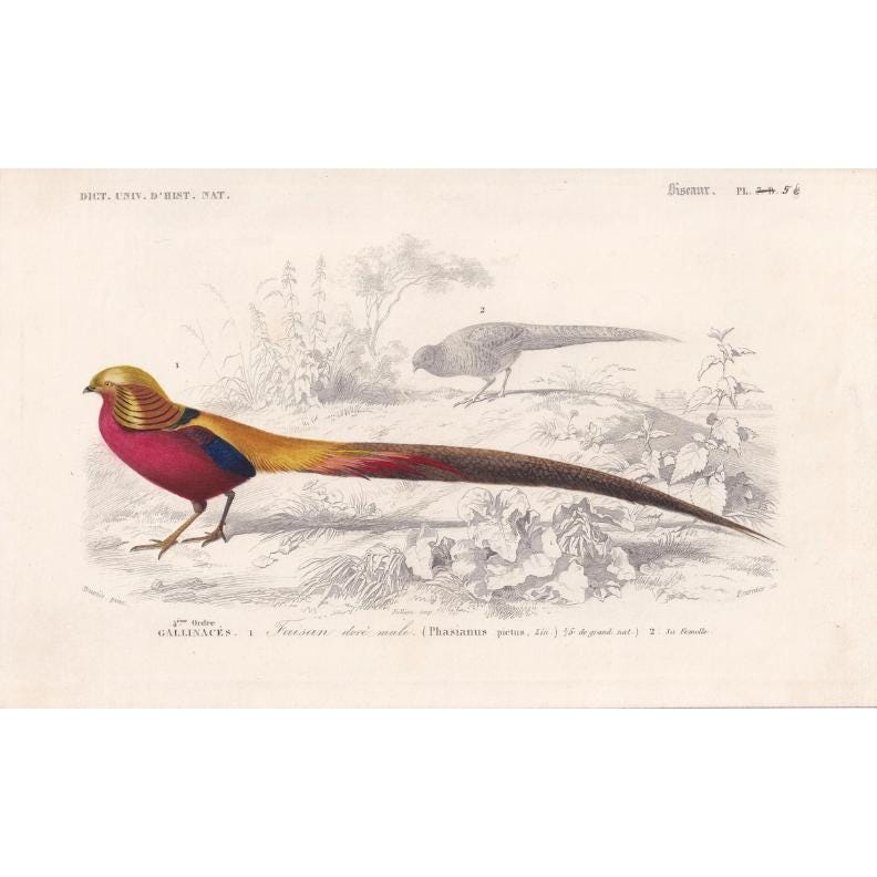 1861 GOLDEN PHEASANT Print - Hand-Coloured Antique Print - Orbigny - Bird Wall Art - Animal Gift Decor - 5.75 x 9.75 Inches