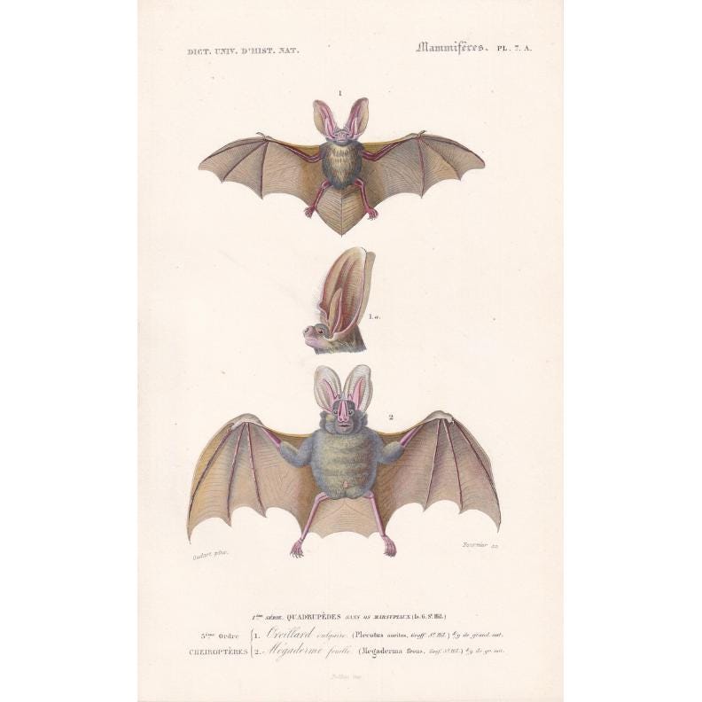 1861 COMMON BAT & Long-Eared Bat Print - Hand-Coloured Antique Print - Orbigny - Bat Wall Art - Animal Gift Decor - 5.75 x 9.