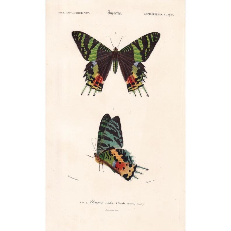1861 URANIA MOTH Print - Hand-Coloured Antique Print - Orbigny - Butterfly Insect Wall Art - Gift Decor - 5.75 x 9.75 Inches