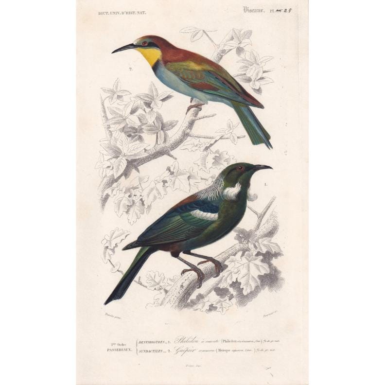 1861 BEE-EATER & TUI Bird Print - Hand-Coloured Antique Print - Orbigny - Bird Wall Art - Animal Gift Decor - 5.75 x 9.75 Inc