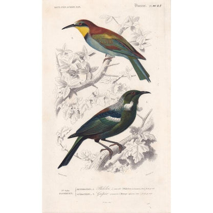 1861 BEE-EATER & TUI Bird Print - Hand-Coloured Antique Print - Orbigny - Bird Wall Art - Animal Gift Decor - 5.75 x 9.75 Inc