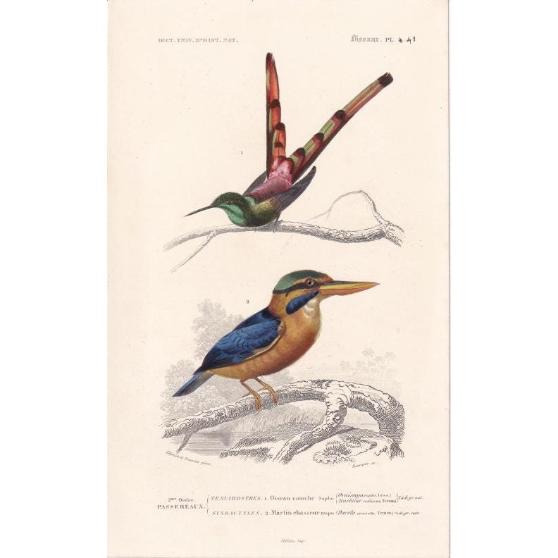 1861 HUMMINGBIRD & KINGFISHER BIRD Print - Hand-Coloured Antique Print - Orbigny - Bird Wall Art - Animal Gift Decor - 5.75 x
