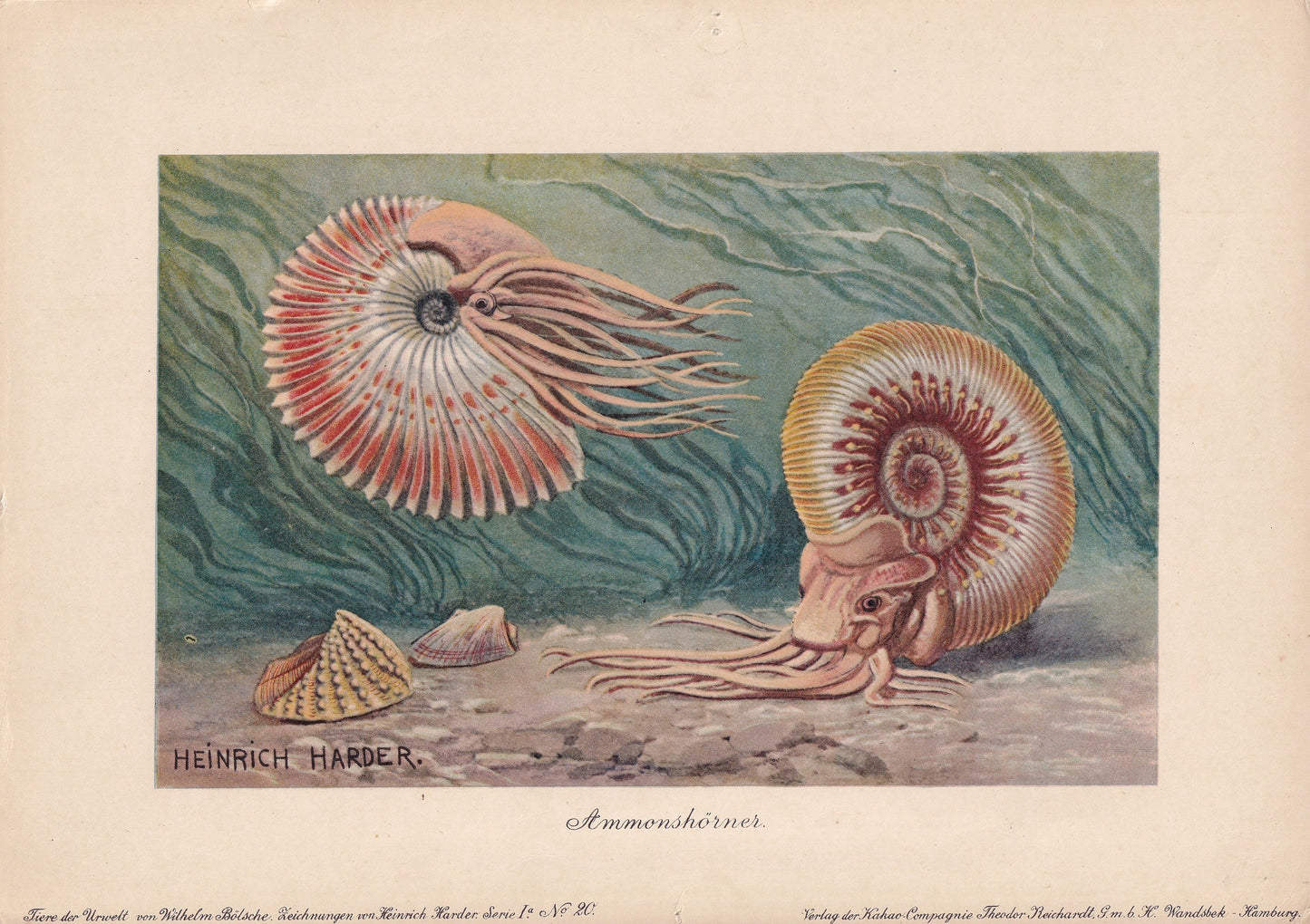 1902 AMMONITE Print - Antique Dinosaur Print - Paleoart - Prehistoric Wall Art - 121 Years Old - 10.5 x 7.5 Inches