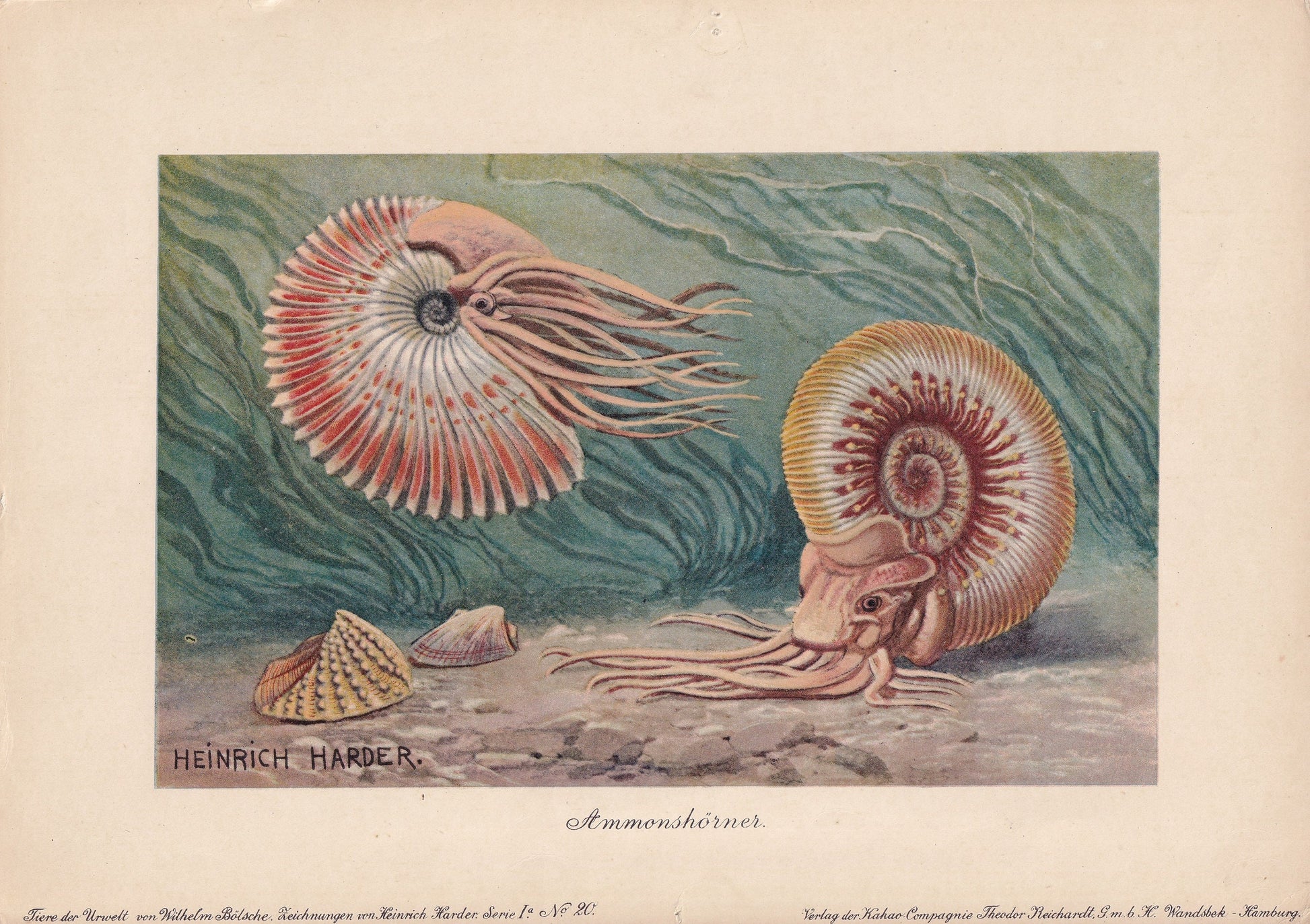 1902 AMMONITE Print - Antique Dinosaur Print - Paleoart - Prehistoric Wall Art - 121 Years Old - 10.5 x 7.5 Inches