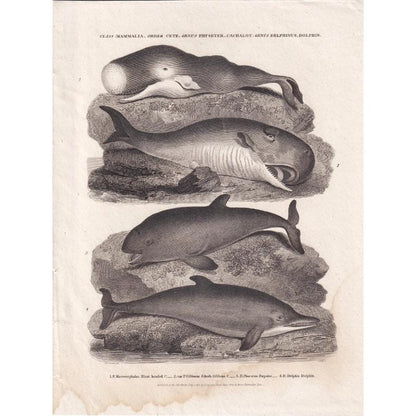 Rare! 1811 SPERM WHALE, PORPOISE, & Dolphin Print - Original Antique Copper Engraving - Ocean Wall Art Decor - Gift - 8.25 x 