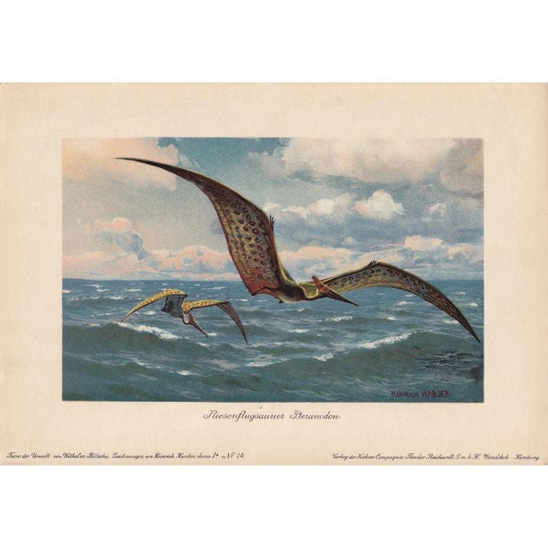 1902 PTERANODON Print - Antique Dinosaur Print - Paleoart - Prehistoric Wall Art - 121 Years Old - 10.5 x 7.5 Inches