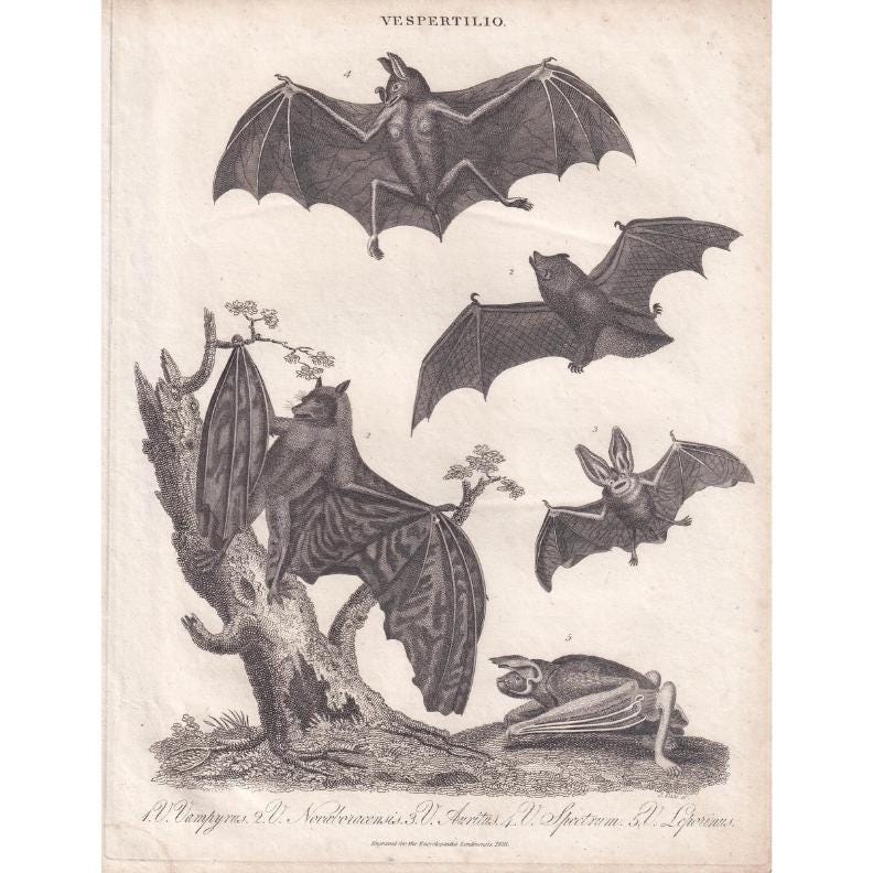 Rare! 1828 BAT Print - Original Antique Copper Engraving - Bat Wall Art - Vampire Bat - Halloween Decor - 8.1 x 10.5 Inches