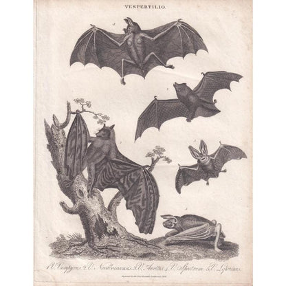 Rare! 1828 BAT Print - Original Antique Copper Engraving - Bat Wall Art - Vampire Bat - Halloween Decor - 8.1 x 10.5 Inches