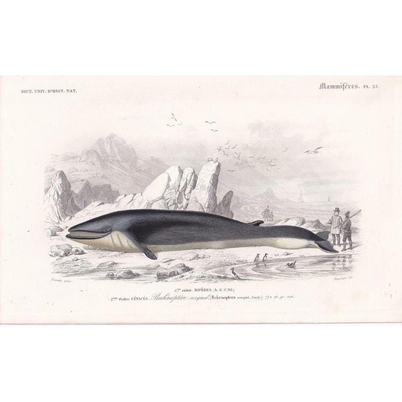1861 RORQUAL WHALE Print - Hand-Coloured Antique Print - Orbigny - Baleen Whale Wall Art - Animal Gift Decor - 5.75 x 9.75 Inches