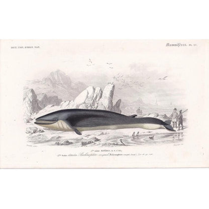 1861 RORQUAL WHALE Print - Hand-Coloured Antique Print - Orbigny - Baleen Whale Wall Art - Animal Gift Decor - 5.75 x 9.75 Inches