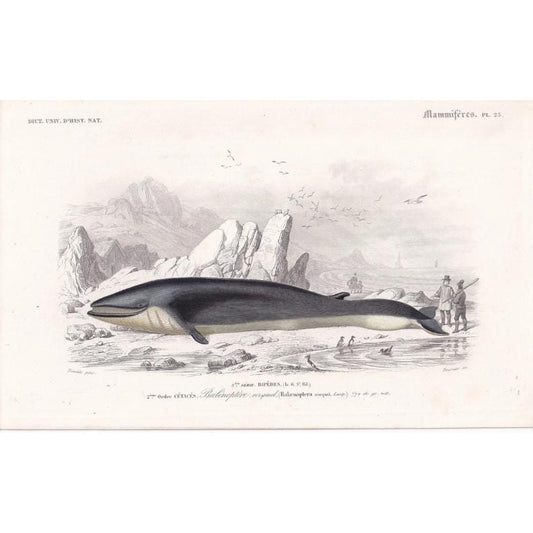 1861 RORQUAL WHALE Print - Hand-Coloured Antique Print - Orbigny - Baleen Whale Wall Art - Animal Gift Decor - 5.75 x 9.75 Inches