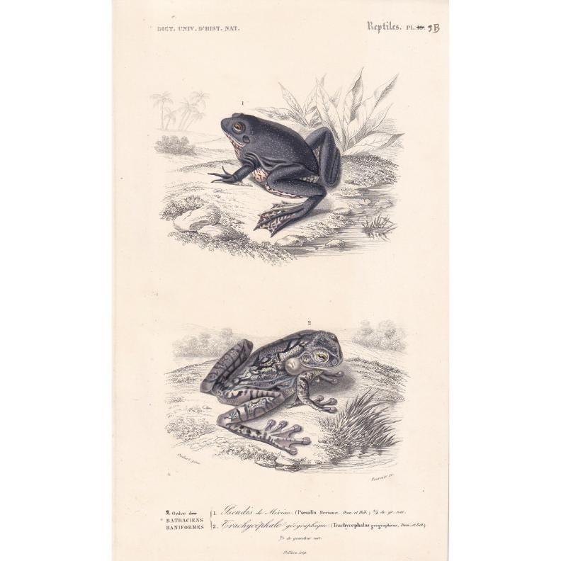 1861 PARADOXICAL FROG & Tree Frog - Hand-Coloured Antique Print - Orbigny - Amphibian Wall Art - Gift Decor - 5.75 x 9.75 Inches
