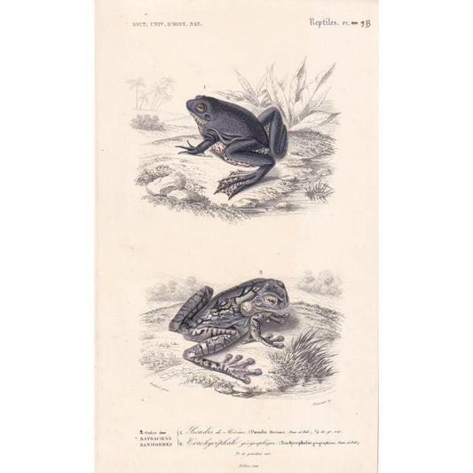 1861 PARADOXICAL FROG & Tree Frog - Hand-Coloured Antique Print - Orbigny - Amphibian Wall Art - Gift Decor - 5.75 x 9.75 Inches