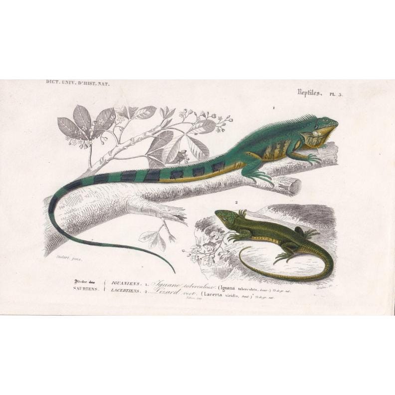 1861 IGUANA & GREEN LIZARD - Hand-Coloured Antique Print - Orbigny - Lizard Wall Art - Gift Decor - 9.75 x 5.75 Inches