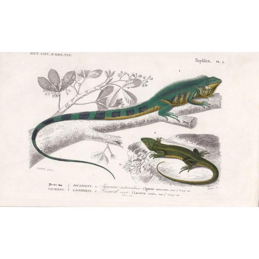 1861 IGUANA & GREEN LIZARD - Hand-Coloured Antique Print - Orbigny - Lizard Wall Art - Gift Decor - 9.75 x 5.75 Inches