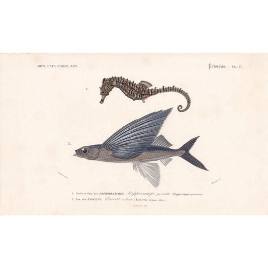 1861 SEAHORSE & FLYING FISH Print - Hand-Coloured Antique Print - Orbigny - Fishing Art - Gift Decor - 9.75 x 5.75 Inches