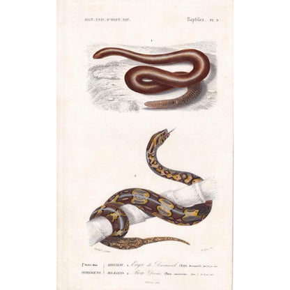 1861 ERYX & BOA CONSTRICTOR Snake - Hand-Coloured Antique Print - Orbigny - Snake Wall Art - Gift Decor - 5.75 x 9.75 Inches