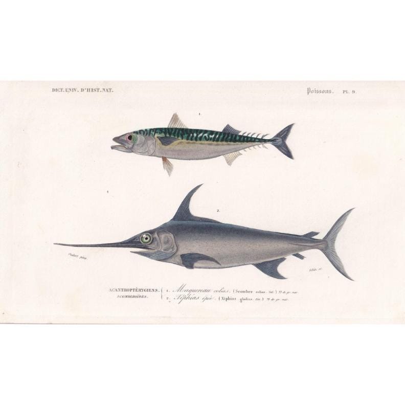 1861 MACKEREL & SWORDFISH Fish Print - Hand-Coloured Antique Print - Orbigny - Fishing Art - Gift Decor - 9.75 x 5.75 Inches