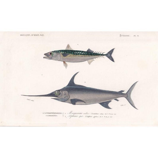 1861 MACKEREL & SWORDFISH Fish Print - Hand-Coloured Antique Print - Orbigny - Fishing Art - Gift Decor - 9.75 x 5.75 Inches