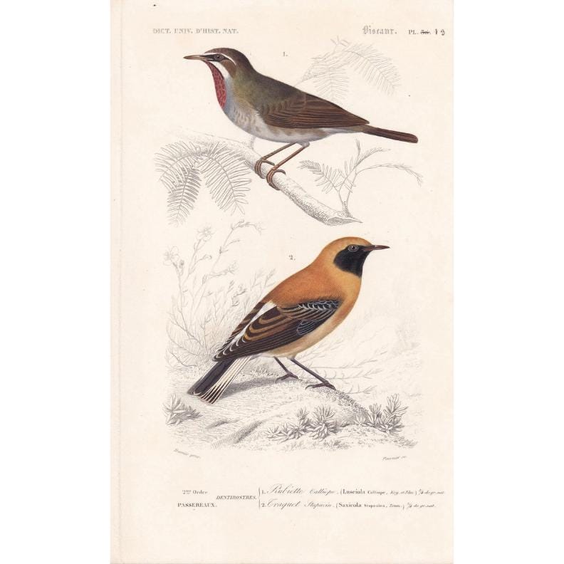 1861 SIBERIAN RUBYTHROAT & WHEATEAR Bird Print - Hand-Coloured Antique Print - Orbigny - Bird Wall Art - Gift Decor - 5.75 x 