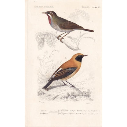 1861 SIBERIAN RUBYTHROAT & WHEATEAR Bird Print - Hand-Coloured Antique Print - Orbigny - Bird Wall Art - Gift Decor - 5.75 x 