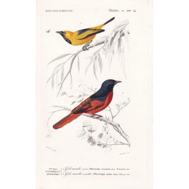 1861 GOLDEN MONARCH & MINIVET Bird Print - Hand-Coloured Antique Print - Orbigny - Bird Wall Art - Animal Gift Decor - 5.75 x