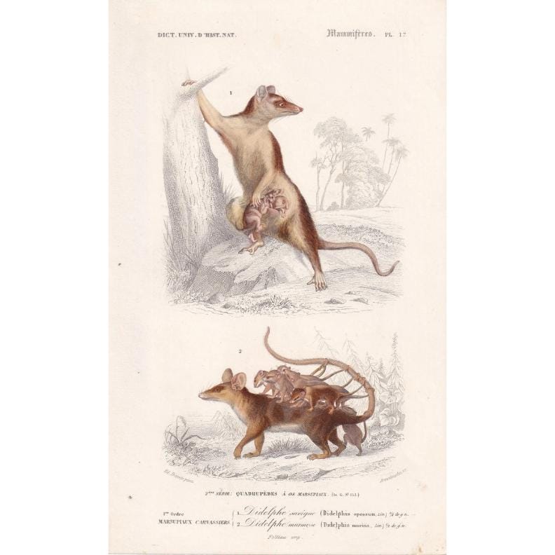 1861 OPOSSUM Print - Hand-Coloured Antique Print - Orbigny - Possum Wall Art - Animal Gift Decor - 5.75 x 9.75 Inches