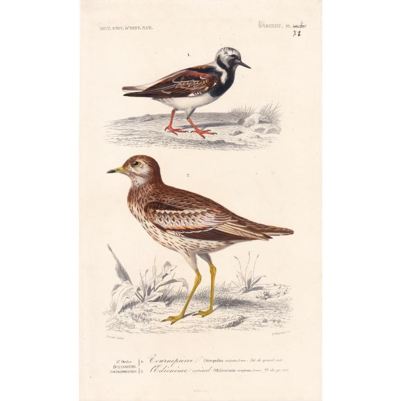 1861 TURNSTONE & STONE CURLEW Bird Print - Hand-Coloured Antique Print - Orbigny - Bird Wall Art - Animal Gift Decor - 5.75 x