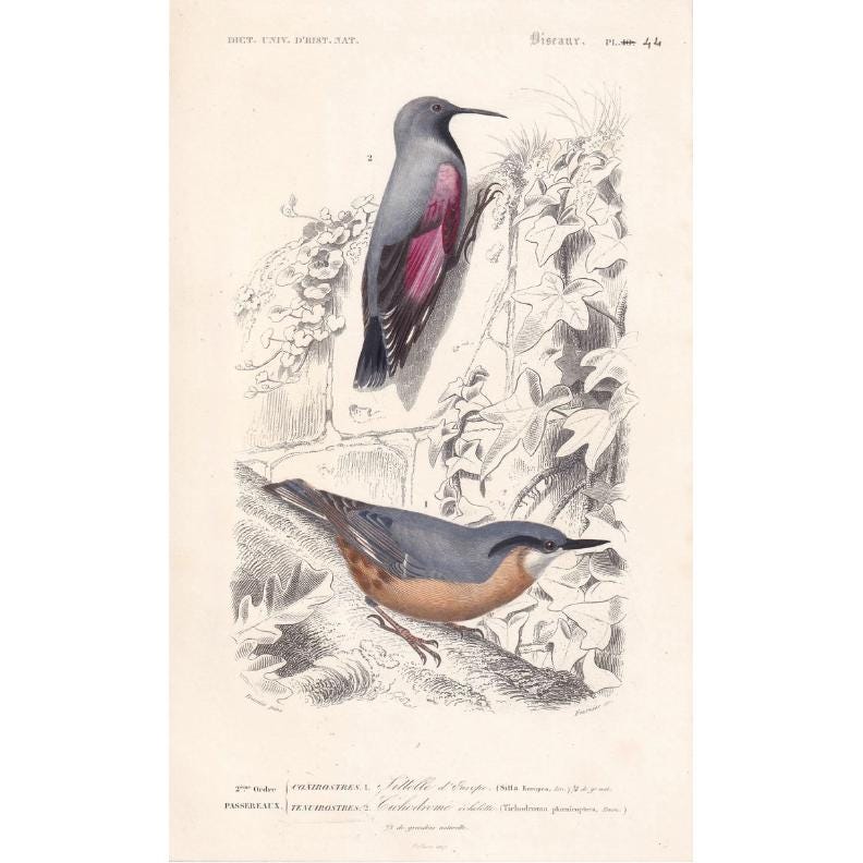 1861 WALLCREEPER & NUTHATCH BIRD Print - Hand-Coloured Antique Print - Orbigny - Bird Wall Art - Animal Gift Decor - 5.75 x 9