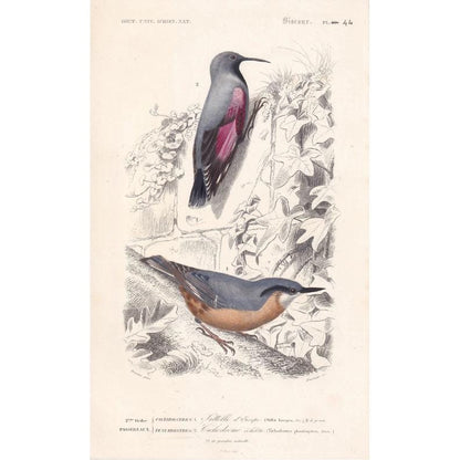 1861 WALLCREEPER & NUTHATCH BIRD Print - Hand-Coloured Antique Print - Orbigny - Bird Wall Art - Animal Gift Decor - 5.75 x 9