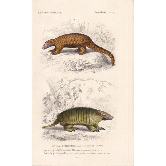 1861 PANGOLIN & ARMADILLO Print - Hand-Coloured Antique Print - Orbigny - Pangolin Wall Art - Animal Gift Decor - 5.75 x 9.75 Inches