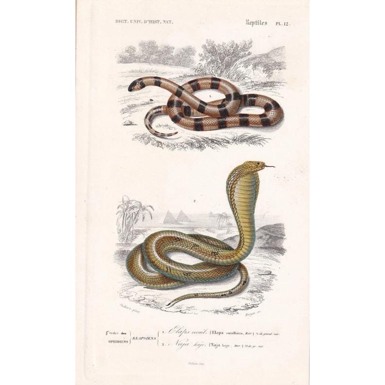1861 CORAL SNAKE & Egyptian COBRA - Hand-Coloured Antique Print - Orbigny - Snake Wall Art - Gift Decor - 5.75 x 9.75 Inches