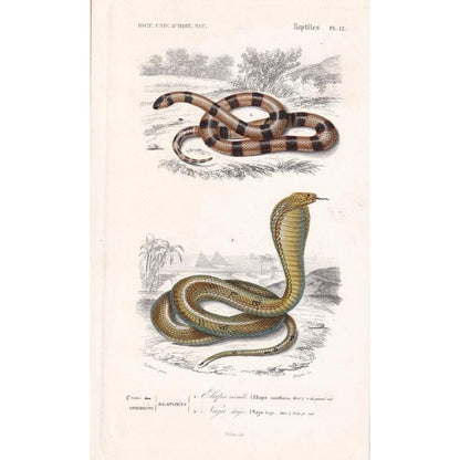 1861 CORAL SNAKE & Egyptian COBRA - Hand-Coloured Antique Print - Orbigny - Snake Wall Art - Gift Decor - 5.75 x 9.75 Inches