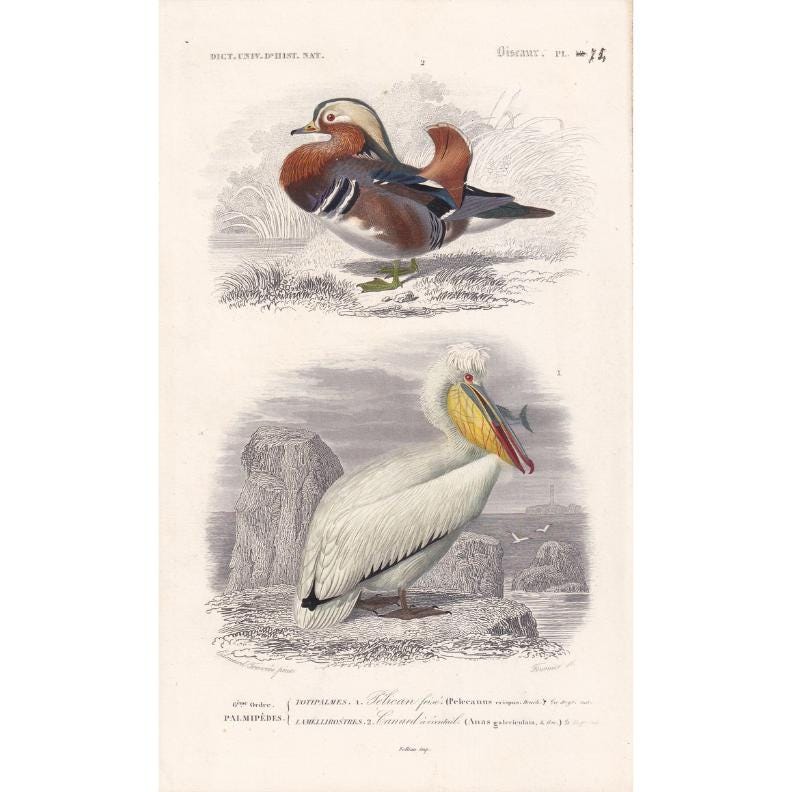 1861 MANDARIN DUCK & PELICAN Bird Print - Hand-Coloured Antique Print - Orbigny - Bird Wall Art - Animal Gift Decor - 5.75 x 