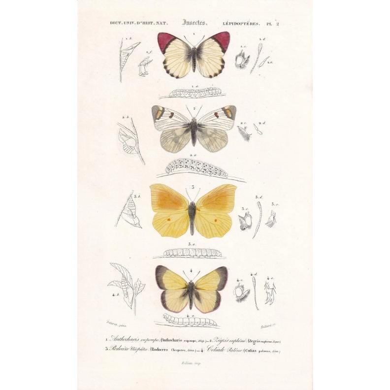 1861 BUTTERFLIES Print - Hand-Coloured Antique Print - Orbigny - Insect Wall Art - Gift Decor - 5.75 x 9.75 Inches